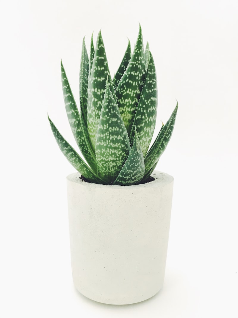 Snake Plant (Sansevieria)